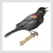 119-BirdT.jpg 119-BirdT.jpg
