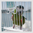 Boatyard-BirdT.jpg