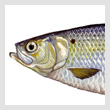 blueback-herringT.jpg