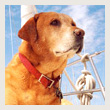 boatyard-dog-95T.jpg