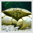 crab1T.jpg