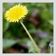 dandelionT.jpg