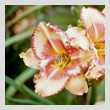 dayliliesT.jpg