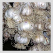 garlic-braidT.jpg
