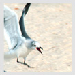 gullfightingT.jpg