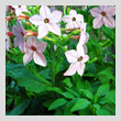 pale-pinkT.jpg