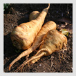 parsnipsT.jpg