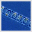 phytoplanktonT.jpg