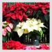 poinsettiasT.jpg