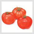 tomatoesT.jpg