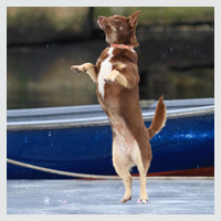 Boatyard Dog