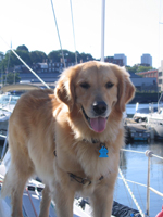 Boatyard Dog Trials