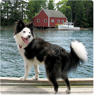 Boatyard Dog Contestants announced