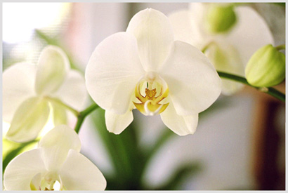 Phalenopsis orchid flower