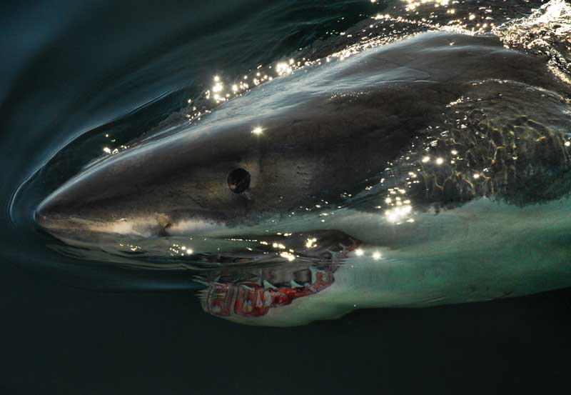 Great white sharks have been cruising Maine waters for hundreds of years. Their increasing population in the Gulf of Maine is due in part to booming populations of seals—the shark’s primary food. Shark researcher Greg Skomal took this photo of a white shark off Cape Cod. Photo by Greg Skomal