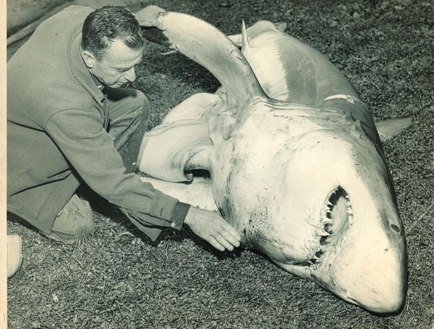 Harry Goodridge killed this great white shark and cut it open after it ate his pet seal, Basil. His next seal, Andre, became famous in Rockport, Maine, and elsewhere as the subject of books and a movie. Today, there is a statue of Andre near where this photo was taken.