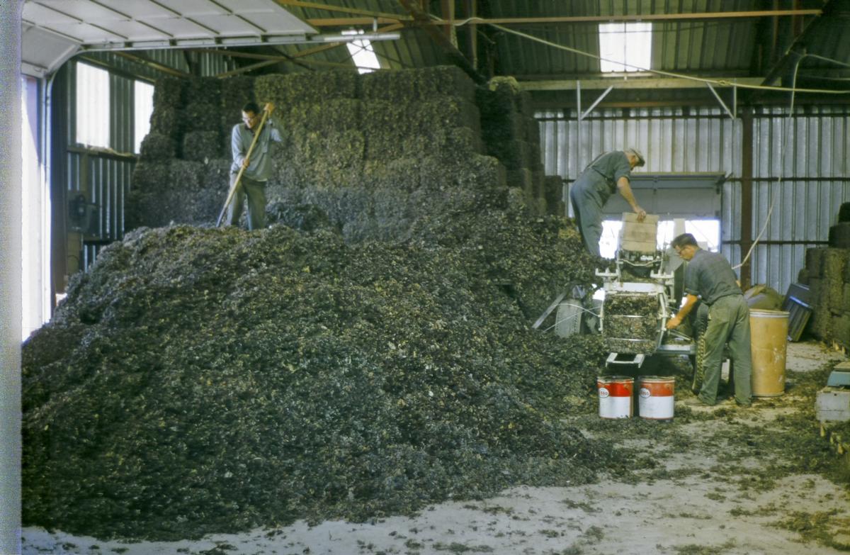 Workers stack bales of Irish moss at a harvesting station on Prince Edward Island in 1968. The moss came in loose, was dried, compressed into bales, and then trucked to Rockland.