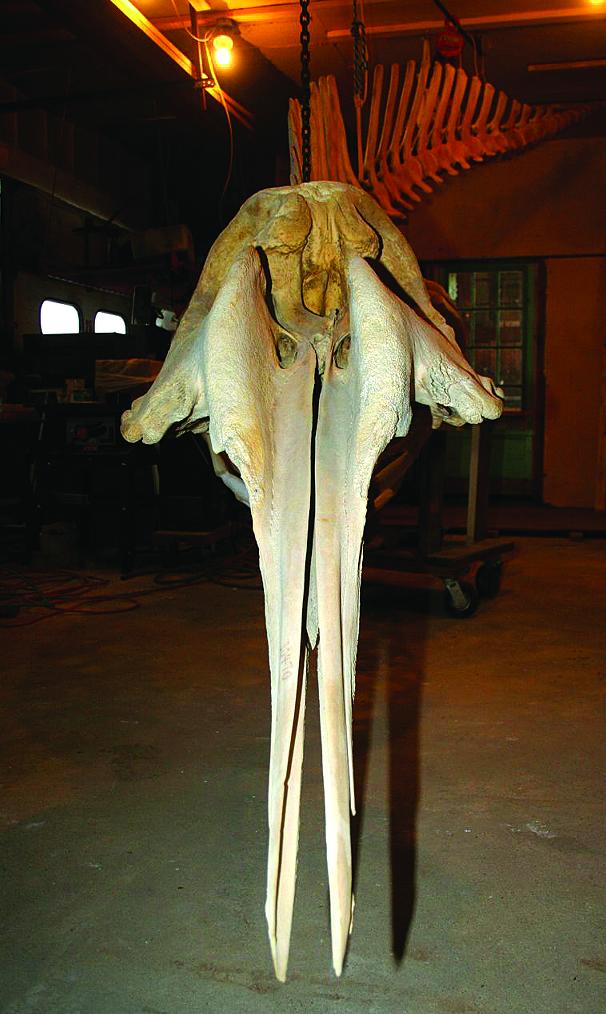 The beaked whale is aptly named.