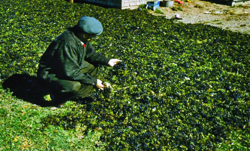 Nick Pellicani, one of the founders of the Rockland plant, inspects Irish moss that had been harvested at Orr's Island, Maine, in 1970.