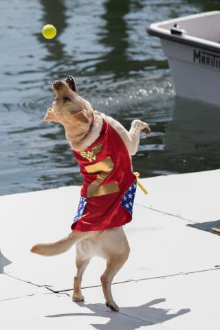 Meet the 2018 World Championship Boatyard Dog Competitors - 2017 World Champ Zola the Wonder Dog