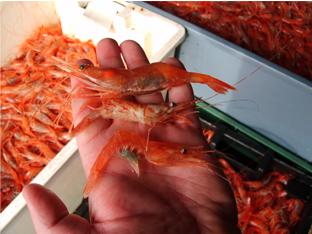 Warming waters, depleted stock mean another year of no shrimp in Maine