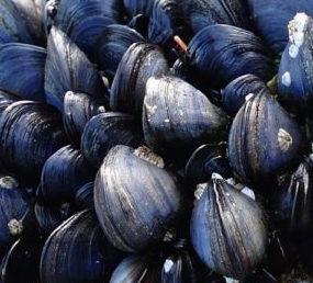 State recalls mussels, closes area to harvesting