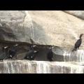 Embedded thumbnail for Boat Ride to the Wild Side