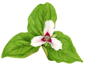 Trillium illustration