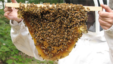 Beekeeping