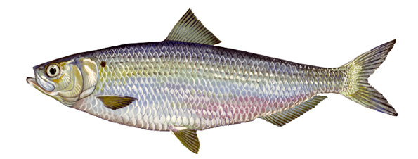 Blueback Herring