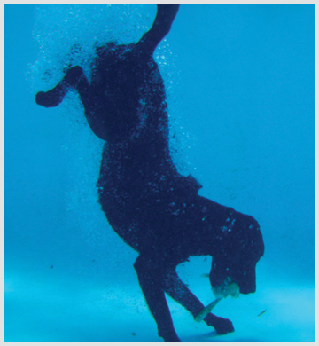 Radar the diving dog