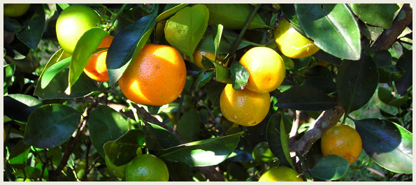 Calamondin