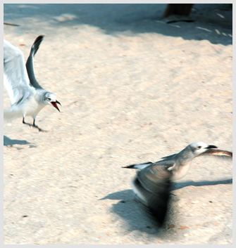 Herring gulls