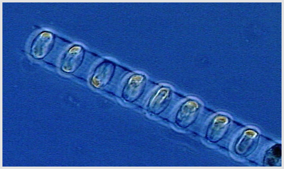 phytoplankton photo