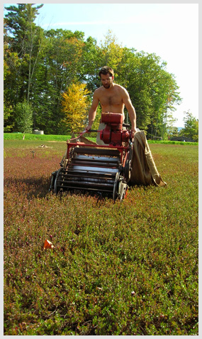 Harvesting cranberries