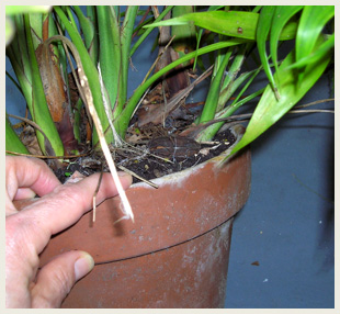 Salt on the edge of a plant pot