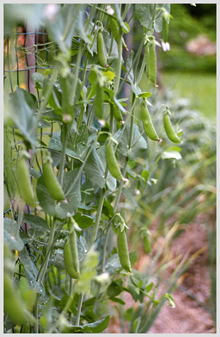 Snow Peas