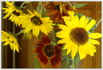 Sunflowers